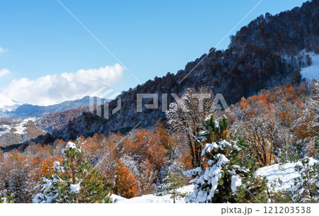 Landscape of a mountain autumn-winter forest with snow-covered branches of pine trees and orange foliage trees 121203538