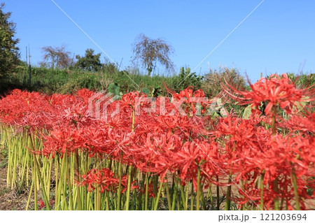 伊勢原・日向の彼岸花の群生 かながわの花の名所100選 伊勢原・日向の彼岸花の群生 かながわの花の名所100選 121203694