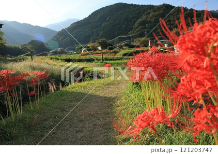 伊勢原・日向の彼岸花の群生 かながわの花の名所100選 伊勢原・日向の彼岸花の群生 かながわの花の名所100選 121203747