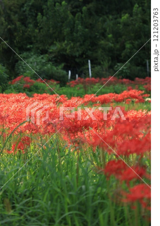 伊勢原・日向の彼岸花の群生　かながわの花の名所100選 121203763