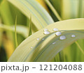 葉についた水滴 121204088