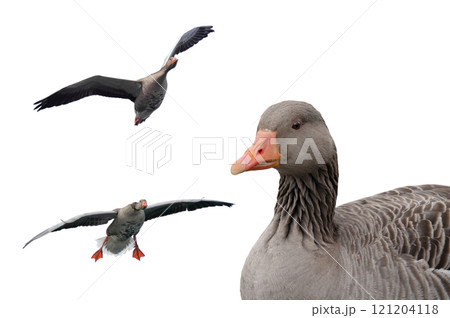 wild Gray Goose in flight isolated on white background wild Gray Goose in flight isolated on white background 121204118