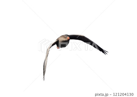 wild Gray Goose in flight isolated on white background wild Gray Goose in flight isolated on white background 121204130