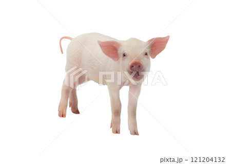 pig isolated on white background 121204132