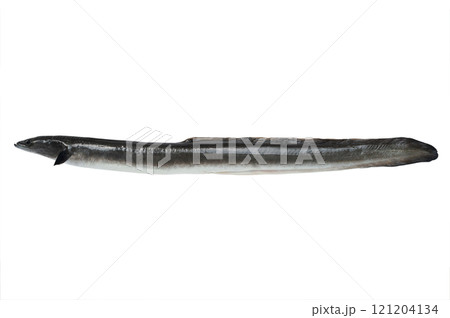conger isolated on white background conger isolated on white background 121204134