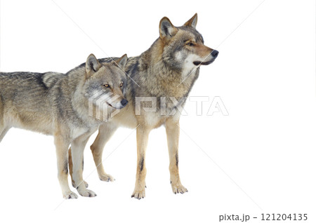 Wolf and she-wolf isolated on white background 121204135