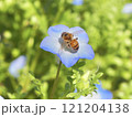 ネモフィラにとまるミツバチ 121204138