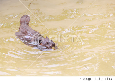 笑ってるアメリカビーバー 笑ってるアメリカビーバー 121204143