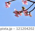 河津桜にとまるメジロ 121204202
