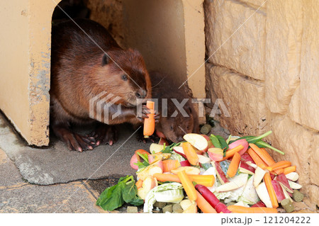 食事をするアメリカビーバー 121204222