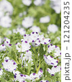 春の庭に咲く薄紫色のネモフィラ 121204235
