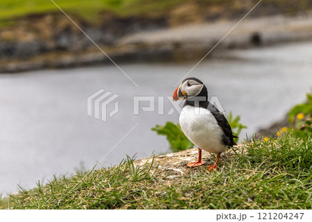 Atlantic puffin standing on grassy cliff overlooking water 121204247