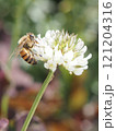 シロツメクサとミツバチ 121204316