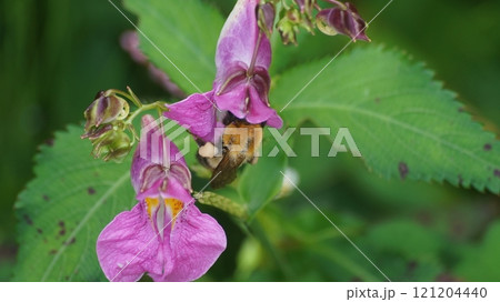ツリフネソウの蜜を吸うトラマルハナバチ 121204440