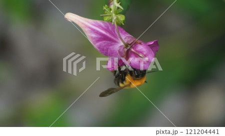 ツリフネソウの蜜を吸うトラマルハナバチ ツリフネソウの蜜を吸うトラマルハナバチ 121204441
