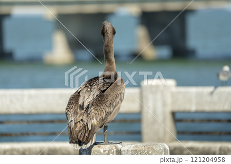 Wild pelican water bird perching on railing in front of Sunshine Skyway Bridge over Tampa Bay in Florida. Wildlife in Southern USA 121204958