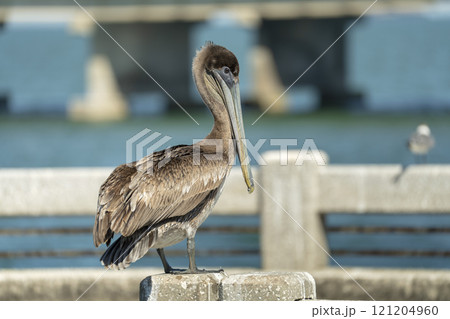Wild pelican sea bird perching on harbor railing in Florida. Wildlife in Southern USA Wild pelican sea bird perching on harbor railing in Florida. Wildlife in Southern USA 121204960