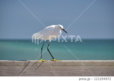 White heron wild sea bird, also known as great egret on seaside in summer White heron wild sea bird, also known as great egret on seaside in summer 121204972