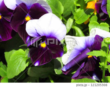 3・4月の春に咲く紫色の花・スミレ科のビオラ（サンシキスミレ） 121205308