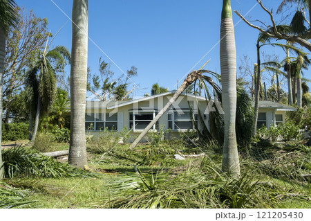Uprooted palm tree after hurricane on Florida home front yard. Aftermath of natural disaster concept 121205430