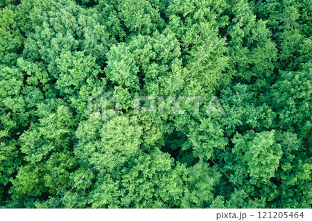 Top down flat aerial view of dark lush forest with green trees canopies in summer Top down flat aerial view of dark lush forest with green trees canopies in summer 121205464