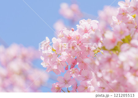 河津桜と青空の背景 河津桜と青空の背景 121205513