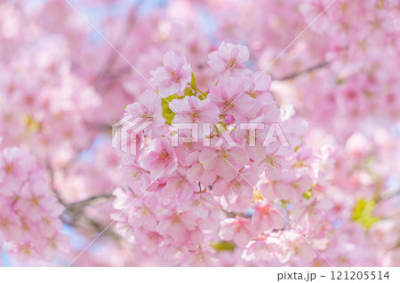 河津桜の背景 121205514