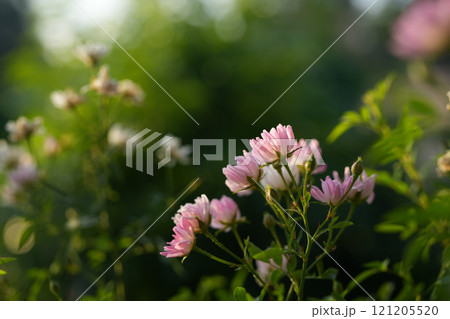 small pink rose blooming with close up small pink rose blooming with close up 121205520