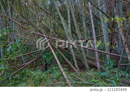 竹の力で環境問題を解決する　放置竹林の再生と活用 121205899