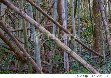 竹の力で環境問題を解決する 放置竹林の再生と活用 竹の力で環境問題を解決する 放置竹林の再生と活用 121205994