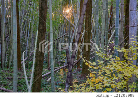 竹の力で環境問題を解決する　放置竹林の再生と活用 121205999