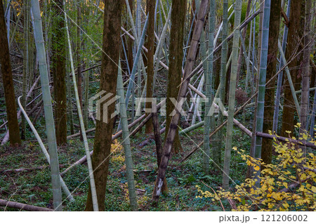 竹の力で環境問題を解決する　放置竹林の再生と活用 121206002