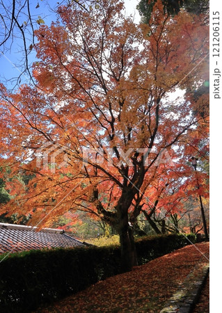 福岡県筑紫野市の天拝山歴史自然公園の紅葉 121206115