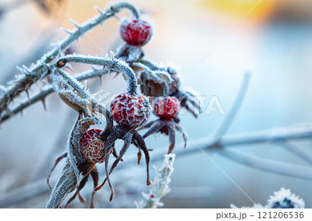 Frost-covered Red Berries on Thorny Branches in Early Winter Morning Light 121206536