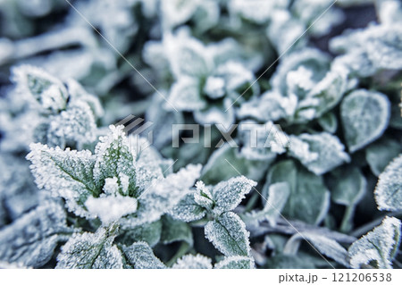 Frost-covered Leaves Glistening in Early Morning Light on a Chilly Winter Day 121206538