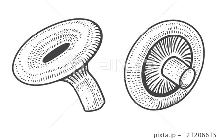 Mushroom sketch. Forest fungi. Hand drawn edible fungus. Fresh chanterelle. Gourmet porcini. Shiitake for cooking. Natural product. Organic russula. Vector engraving botanical elements 121206615