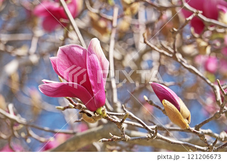 開花したシモクレンの紫色の花(春、三月) 開花したシモクレンの紫色の花(春、三月) 121206673