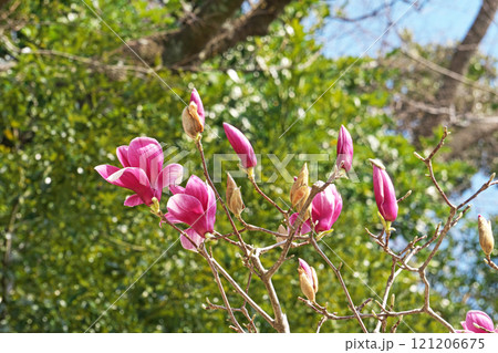 開花したシモクレンの紫色の花（春、三月） 121206675