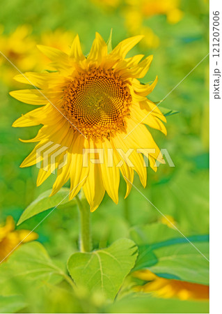 家の周りの草花　四季の色々　真夏の花畑に大輪のヒマワリの花が咲きました 121207006