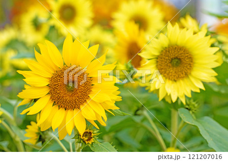 家の周りの草花 四季の色々 真夏の花畑に大輪のヒマワリの花が咲きました 家の周りの草花 四季の色々 真夏の花畑に大輪のヒマワリの花が咲きました 121207016