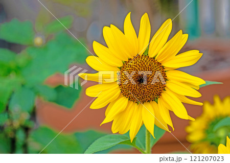 家の周りの草花 四季の色々 真夏の花畑に大輪のヒマワリの花が咲きました 家の周りの草花 四季の色々 真夏の花畑に大輪のヒマワリの花が咲きました 121207023