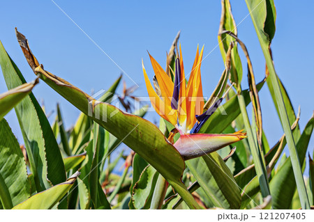 Bird of Paradise flower blooms brightly among lush green leaves, showcasing vivid orange and purple hues Bird of Paradise flower blooms brightly among lush green leaves, showcasing vivid orange and purple hues 121207405