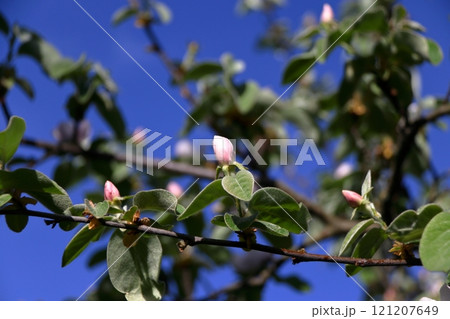 Quince blossoms. Quince blossoms. 121207649