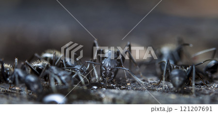 big forest ants in a native habitat big forest ants in a native habitat 121207691