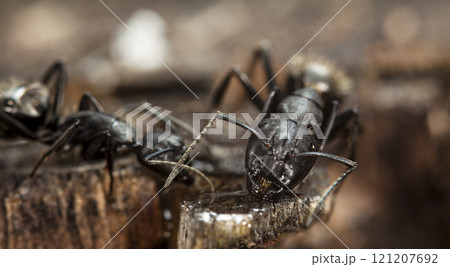 big forest ants in a native habitat 121207692