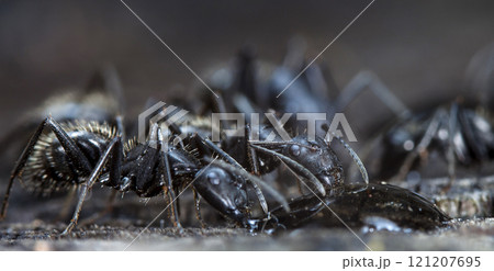 big forest ants in a native habitat 121207695