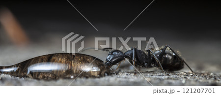 big forest ants in a native habitat big forest ants in a native habitat 121207701