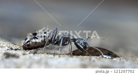 big forest ants in a native habitat 121207702