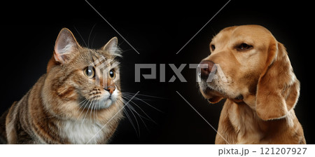 Close-up portraits of a tabby cat stands against a dog isolated on a black background. Kitten vs Pup as a duel for the best family pet. Animals competition and rivalry concept 121207927