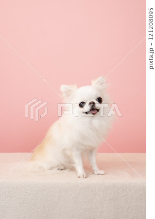 ピンクバックで微笑むチワワ ピンクバックで微笑むチワワ 121208095